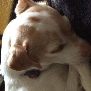 Fundraising Page: Lori Sousa